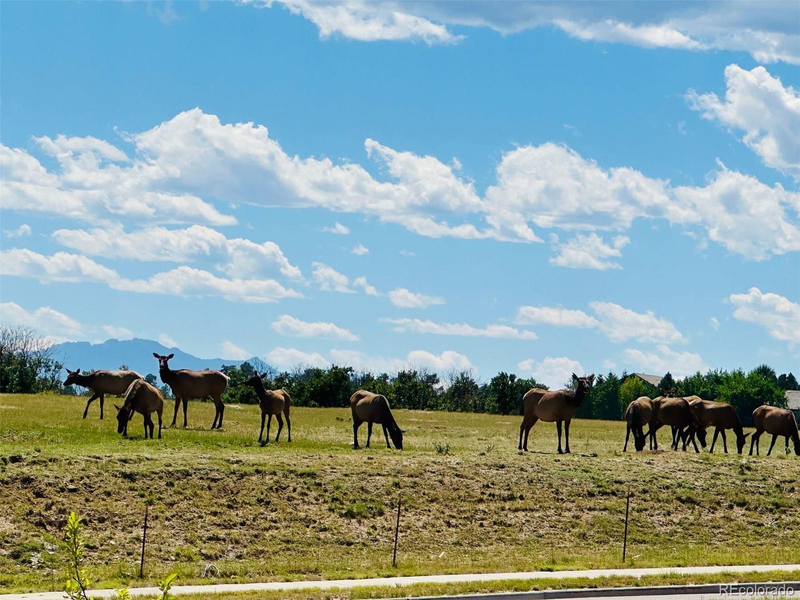 6346 Rockingham Way Castle Pines, CO 80108 - Photo 39 of 43 a view of a terrace