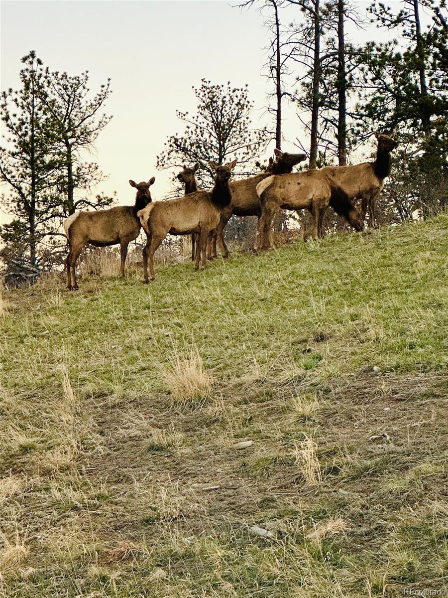 6346 Rockingham Way Castle Pines, CO 80108 - Photo 40 of 43 a view of a lake with lots of trees
