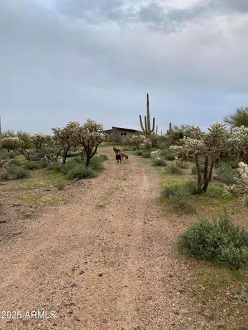 a view of a dry yard with trees
