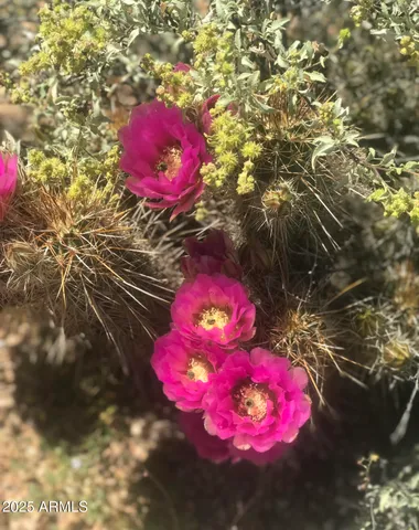 a view of a of a fire pit