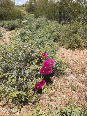 a view of a backyard of a house