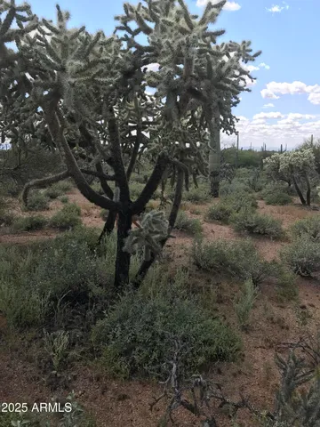 a view of a tree in a yard