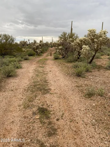 a view of a lake with lots of trees