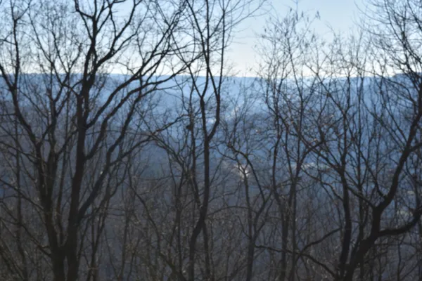 a backyard of a house with lots of trees