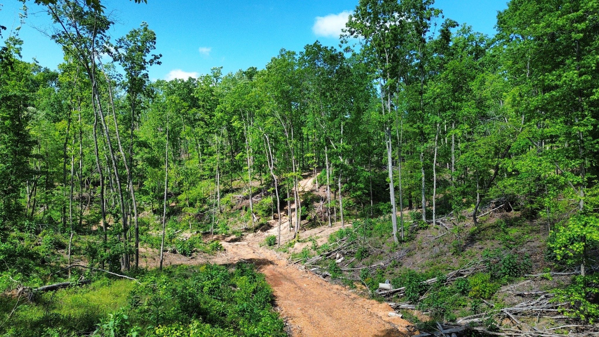 535 Highwater Road Waverly, TN 37185 - Photo 9 of 13 a view of a lush green forest