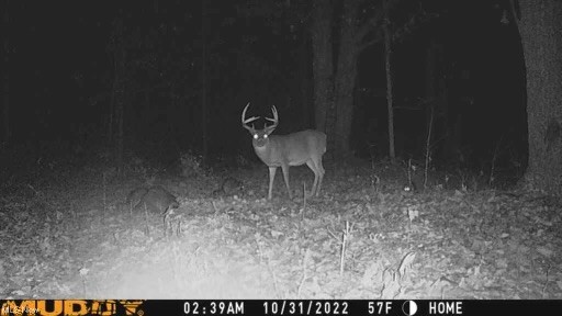 50748 Shenandoah Road Caldwell, OH 43724 - Photo 38 of 43 View of trail cam deer pics