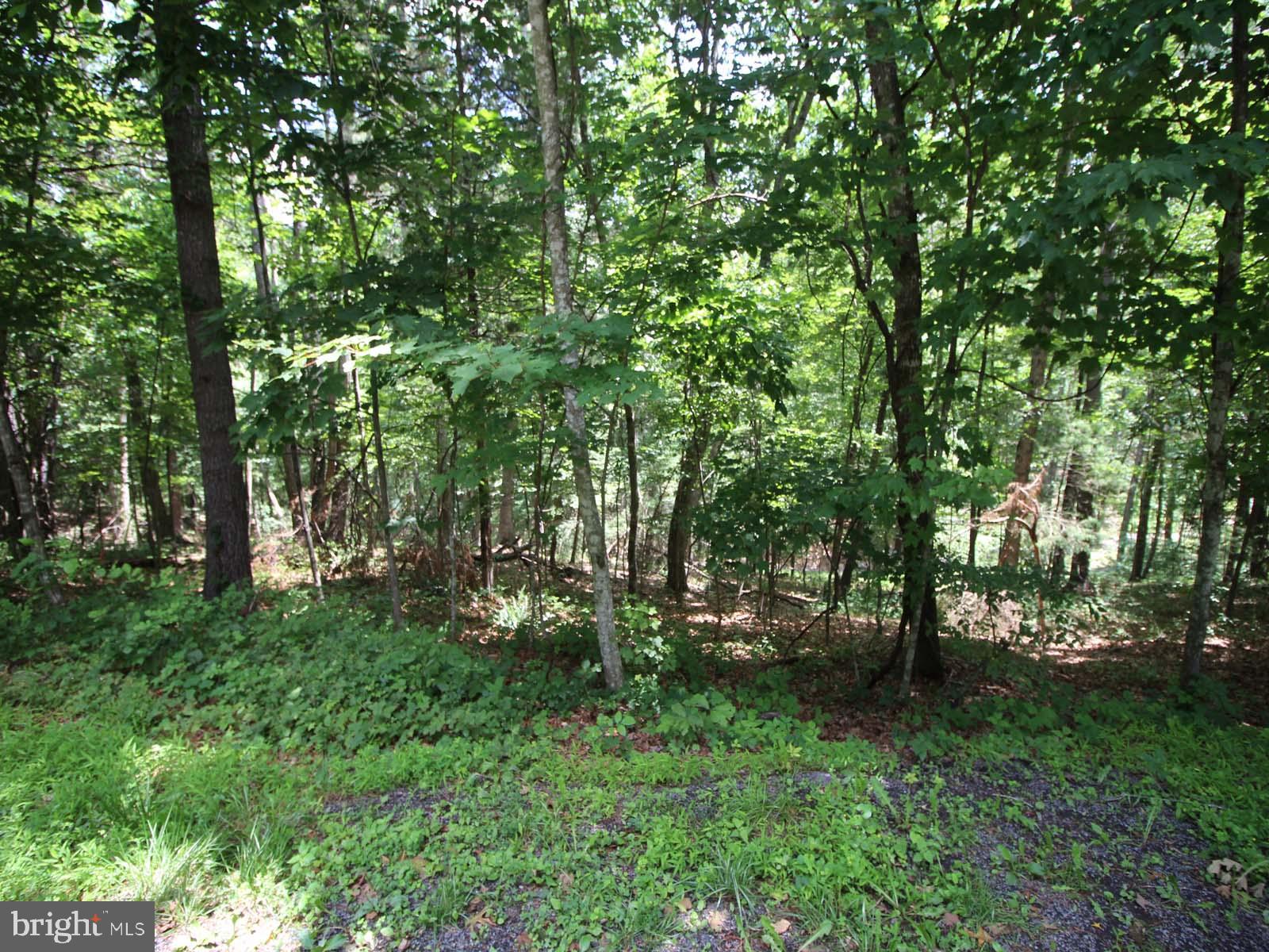 0 Anderson Road Mount Jackson, VA 22842 - Photo 3 of 4
