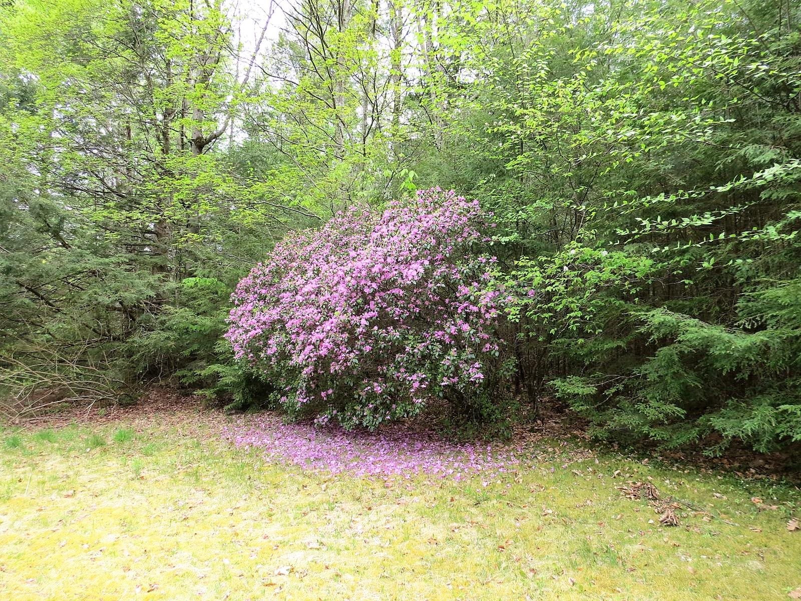 31 Gilmore Pond Road Jaffrey, NH 03452 - Photo 7 of 30