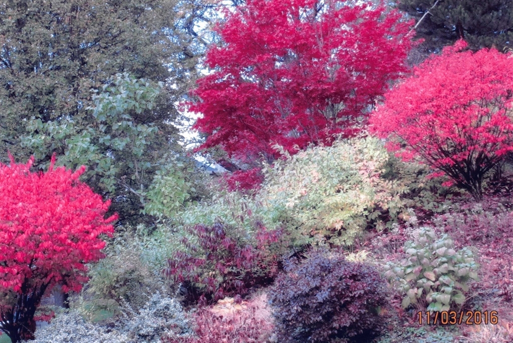 116 Winslow Road Newton, MA 02461 - Photo 16 of 18