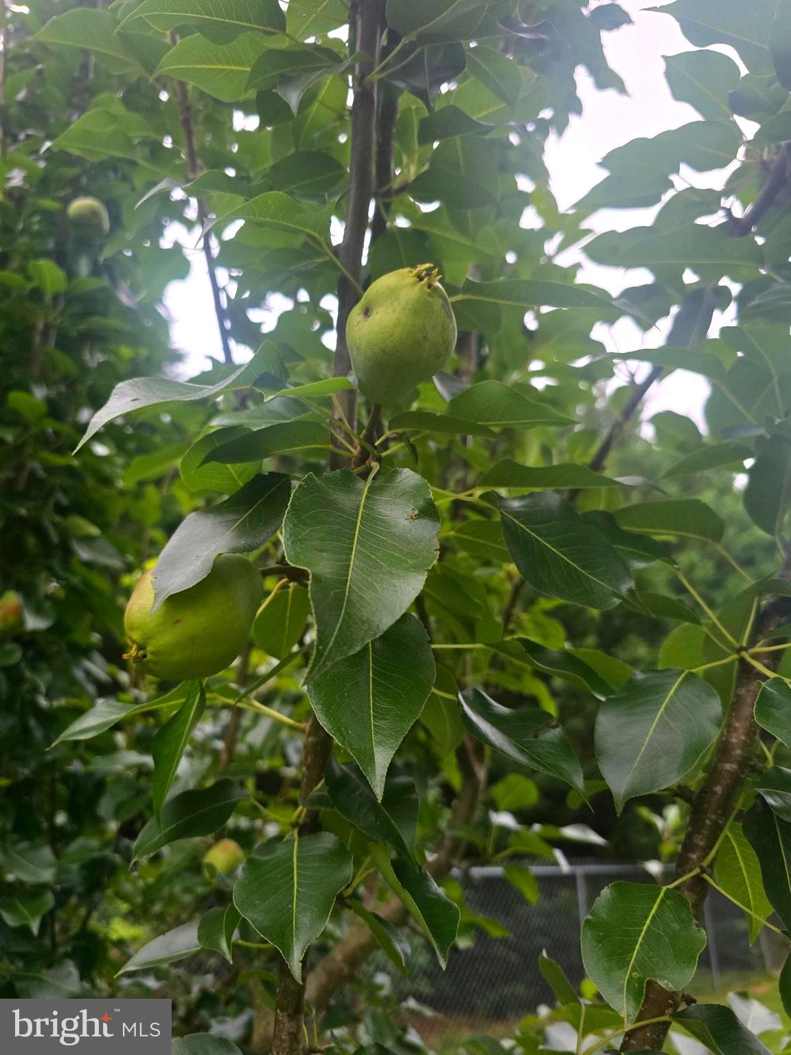 18178 Progress School Road Bridgeville, DE 19933 - Photo 32 of 49 Ripening pears nestled among lush leaves.