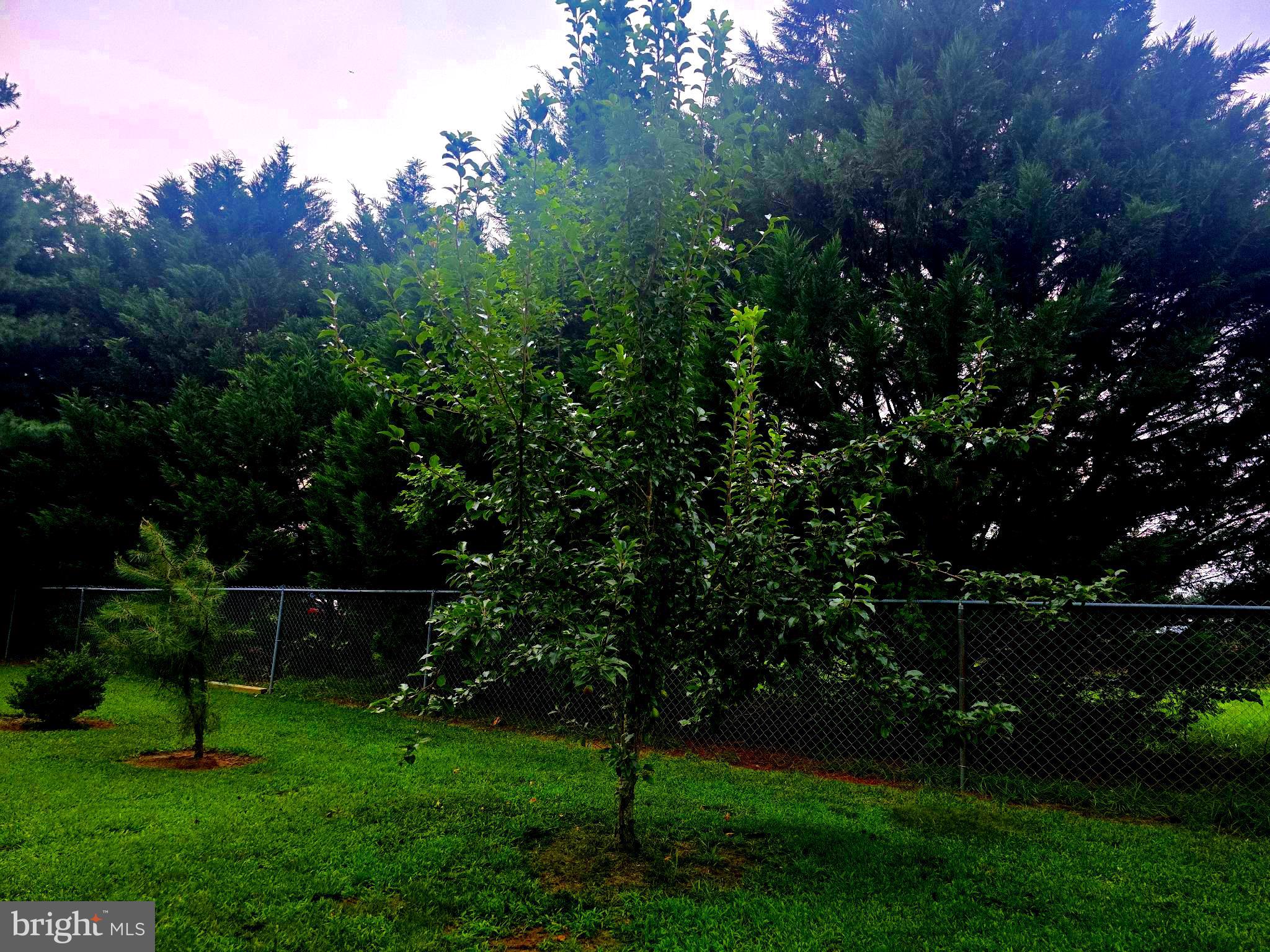 18178 Progress School Road Bridgeville, DE 19933 - Photo 33 of 49 Lush greenery in a tranquil backyard setting.