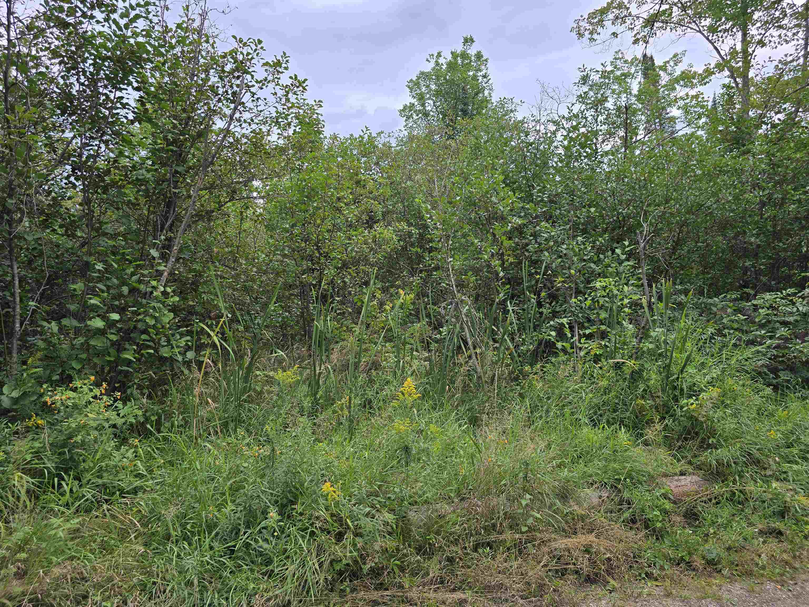 10.11-acres Golden Road Southeast Kalkaska, MI 49646 - Photo 8 of 17