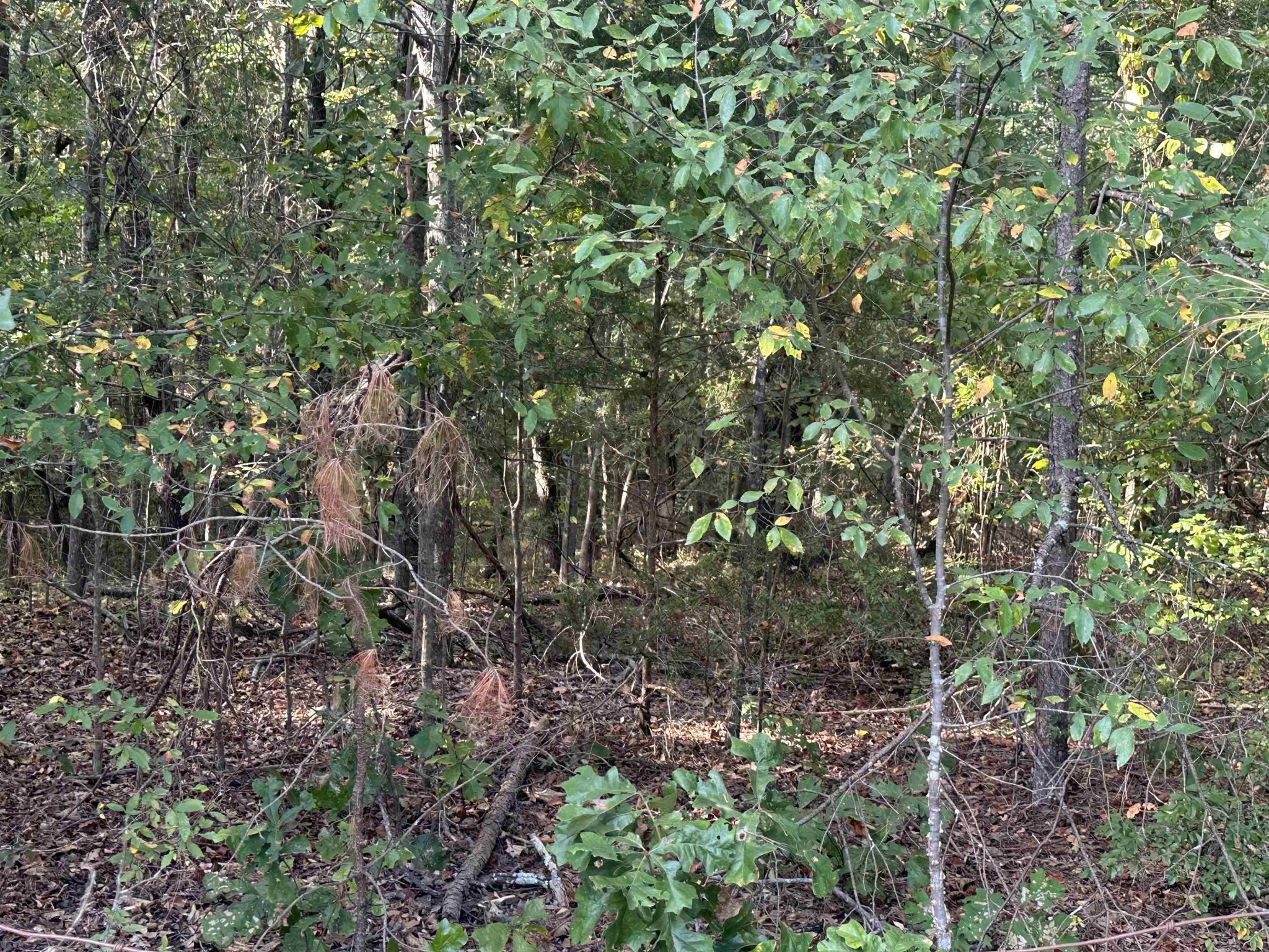 5865 Enville Road Henderson, TN 38340 - Photo 5 of 24 Gallery Image 5
