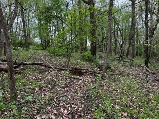 a view of a forest with trees in the background