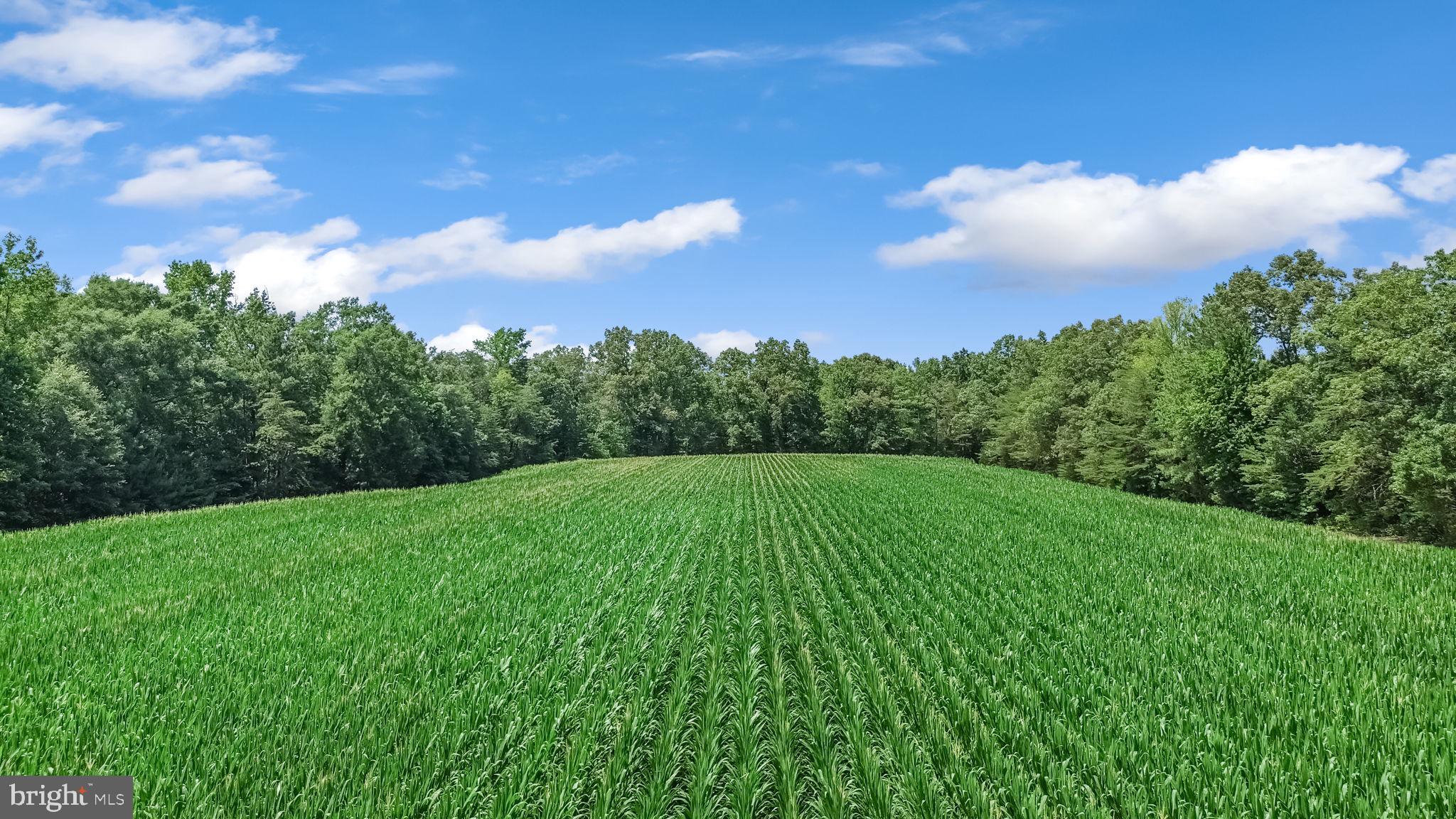 0 Todd Lane Ruther Glen, VA 22546 - Photo 5 of 8 Lush green fields under a bright sky.