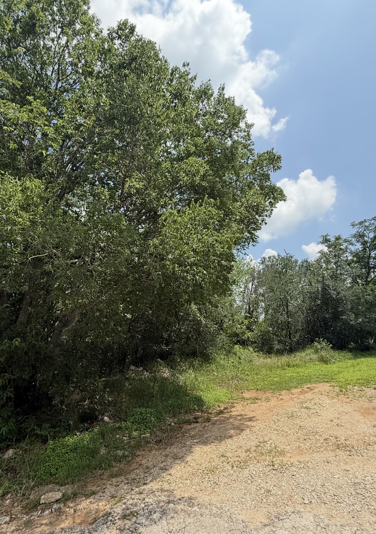 a view of a yard with a trees