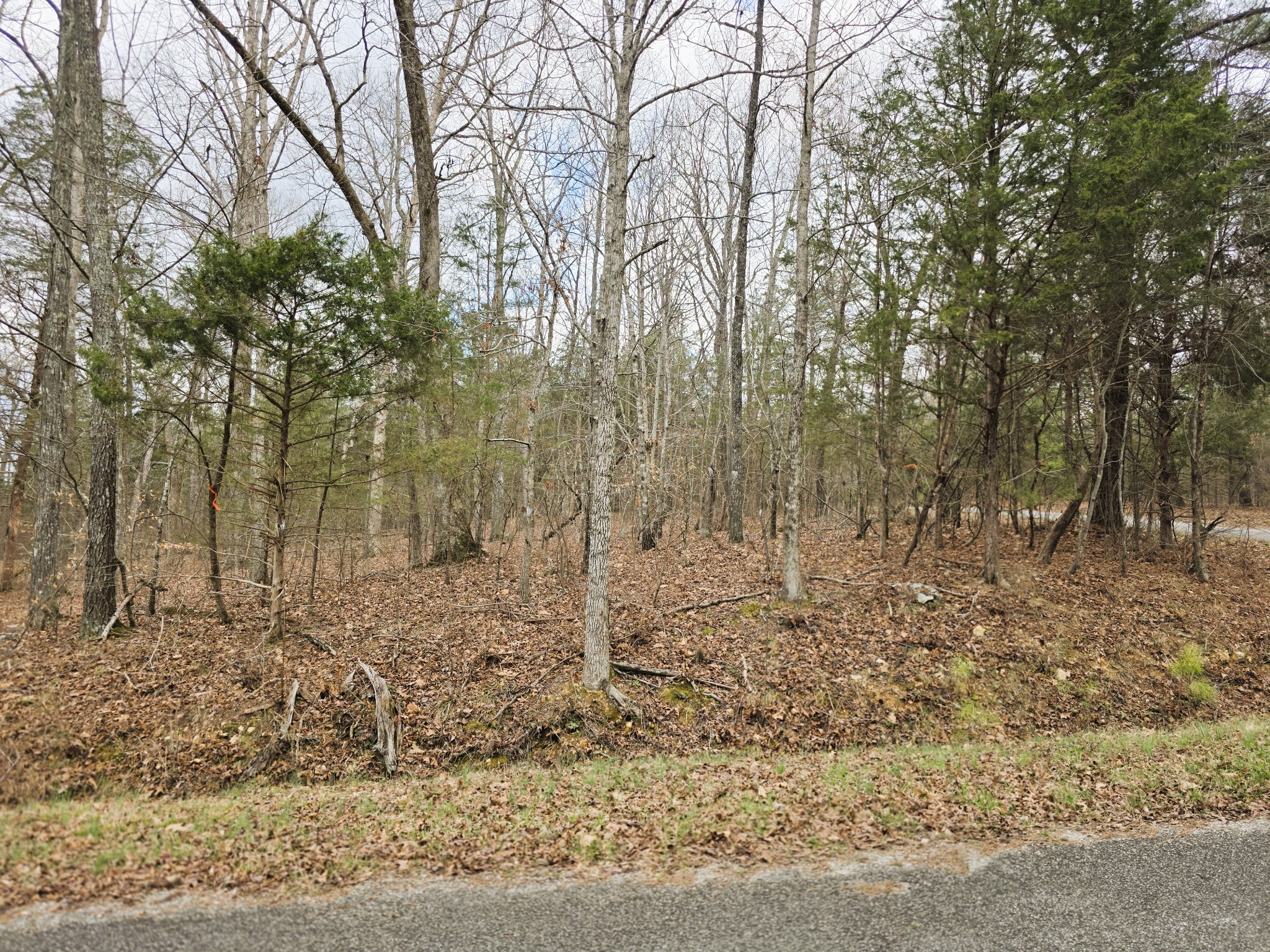 0 Ramblingwood Drive Big Sandy, TN 38221 - Photo 6 of 10 a view of a yard with trees