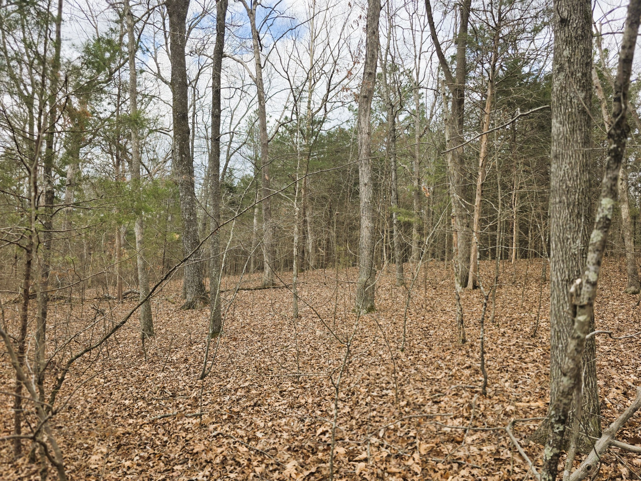 0 Ramblingwood Drive Big Sandy, TN 38221 - Photo 9 of 10 a view of a pathway with a yard