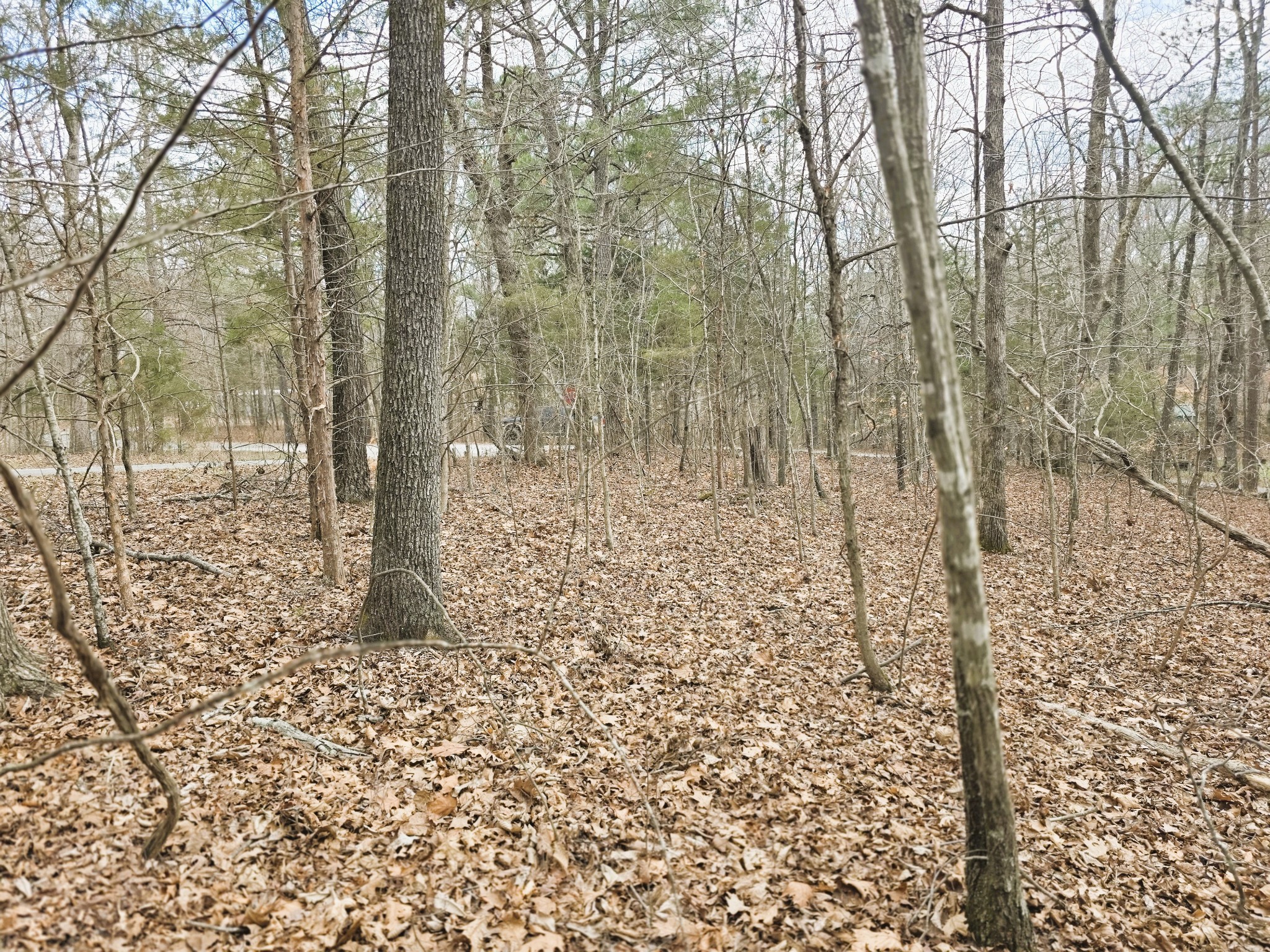 0 Ramblingwood Drive Big Sandy, TN 38221 - Photo 10 of 10 a view of a yard with large trees