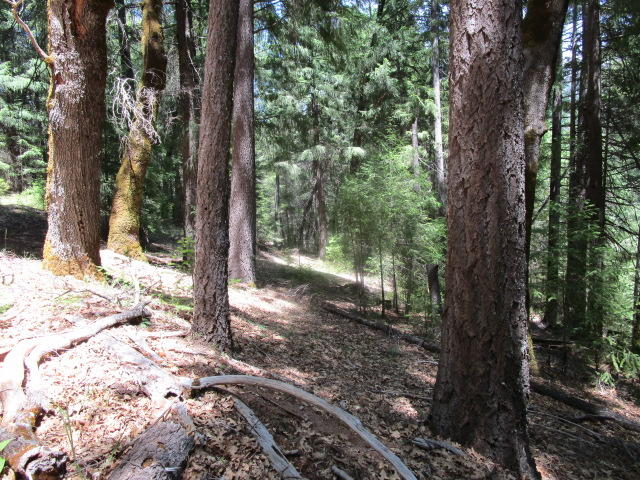 31 West Bank Road Bridgeville, CA 95526 - Photo 6 of 11 IMG_0411