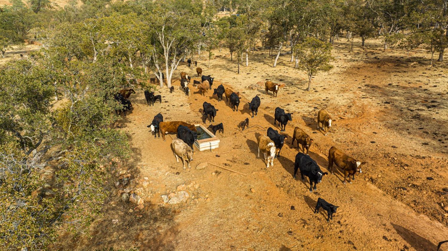 0 Ranch Road Valley Springs, CA 95252 - Photo 11 of 43 a view of a yard