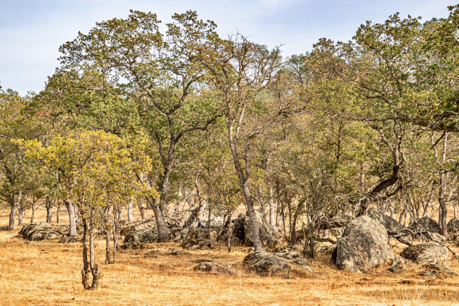 0 Ranch Road Valley Springs, CA 95252 - Photo 16 of 43 a view of a large yard with large trees