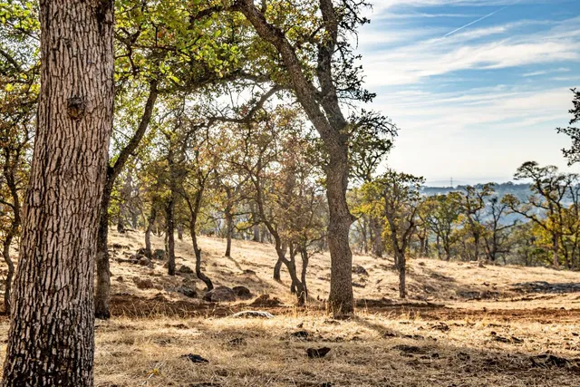 a view of a yard with large tree