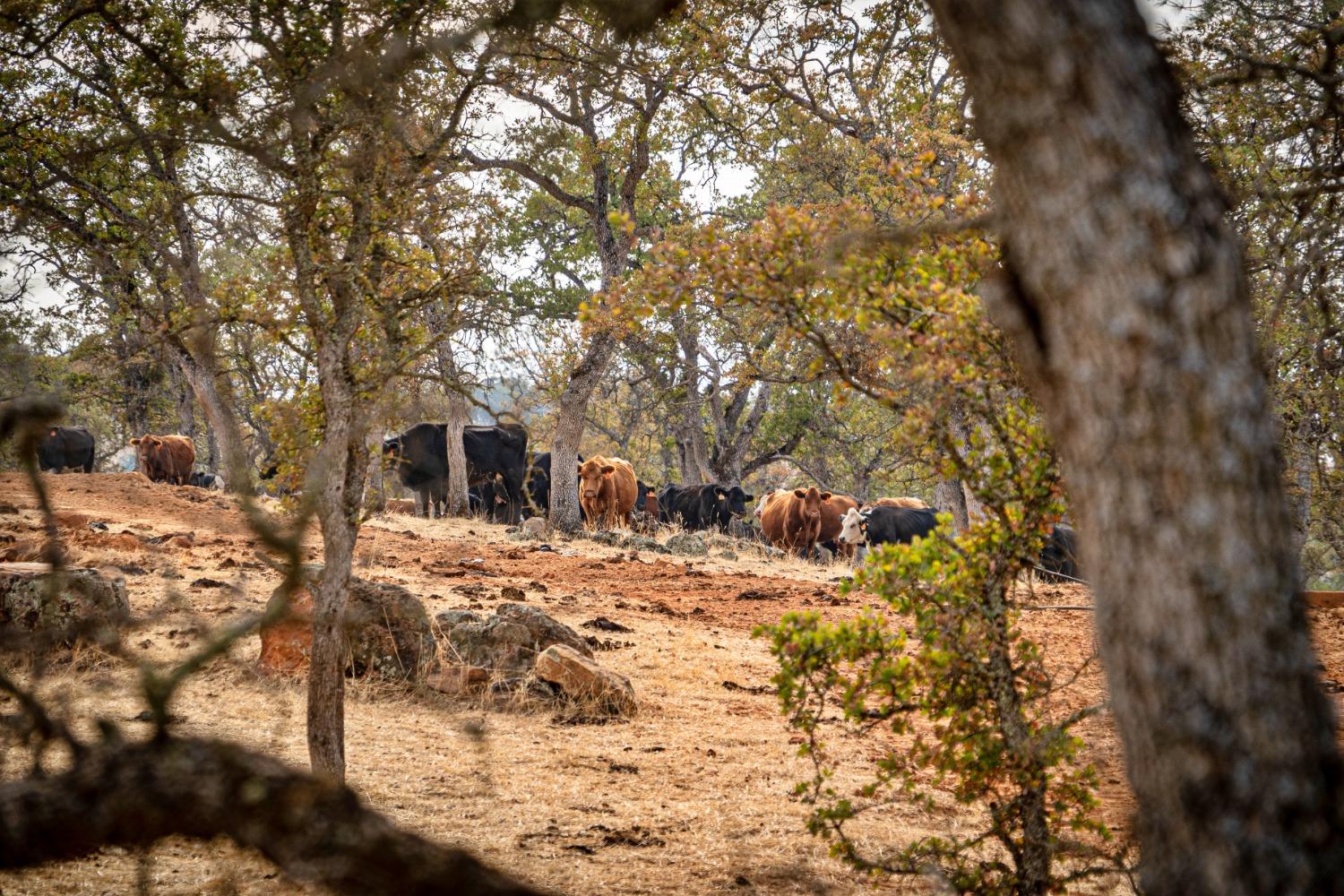 0 Ranch Road Valley Springs, CA 95252 - Photo 8 of 43 a view of a yard with large tree
