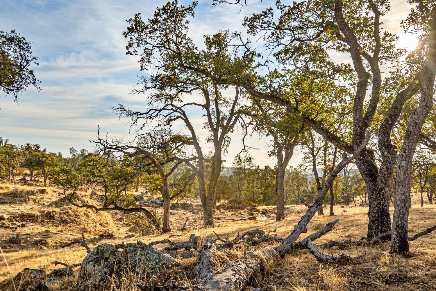 0 Ranch Road Valley Springs, CA 95252 - Photo 9 of 43 a view of a large yard with lots of trees