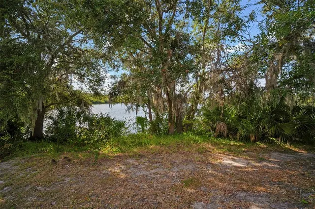 a view of a forest with trees in the background