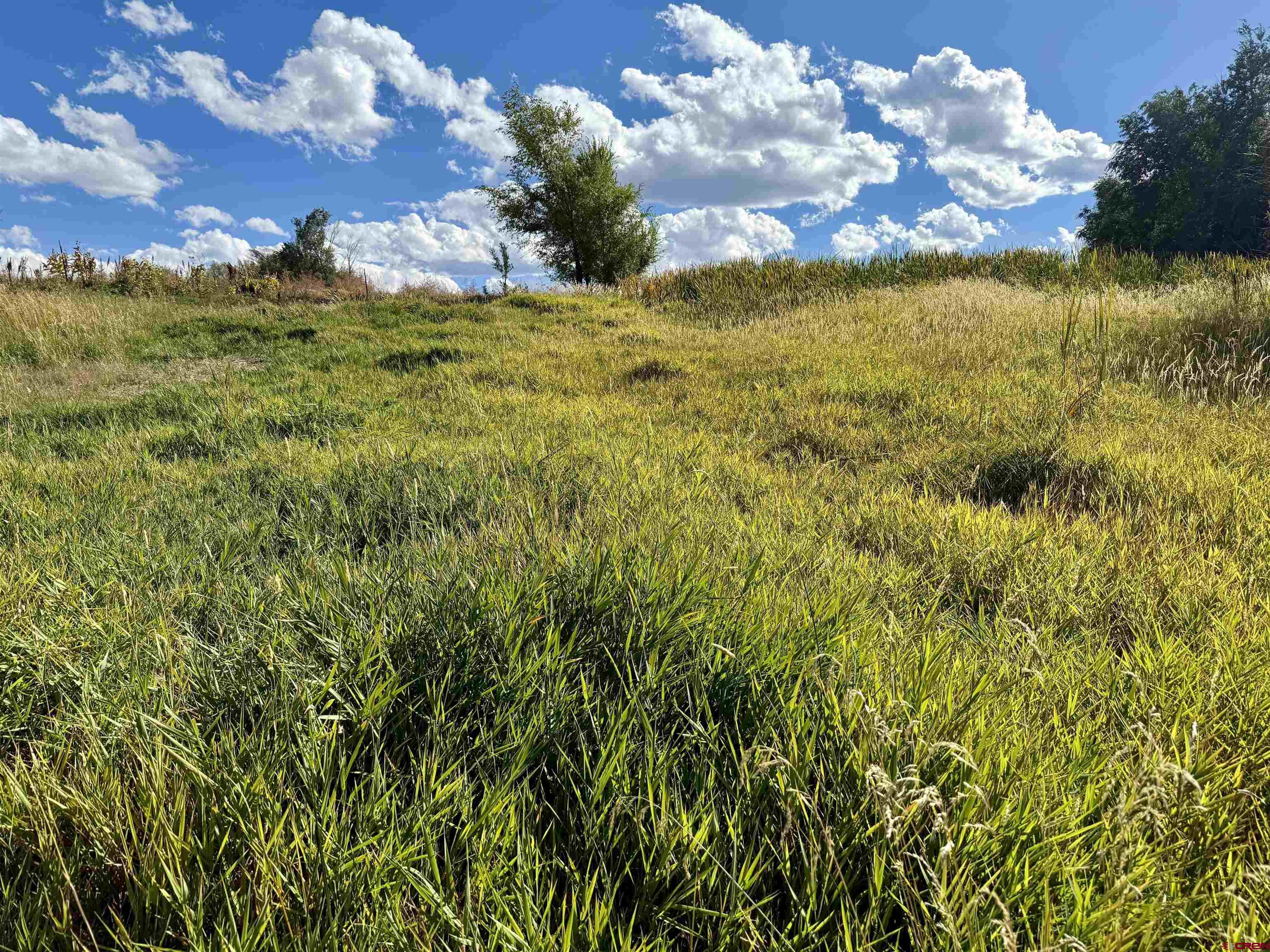 Tbd 5500th Road Olathe, CO 81425 - Photo 16 of 25 a view of a yard