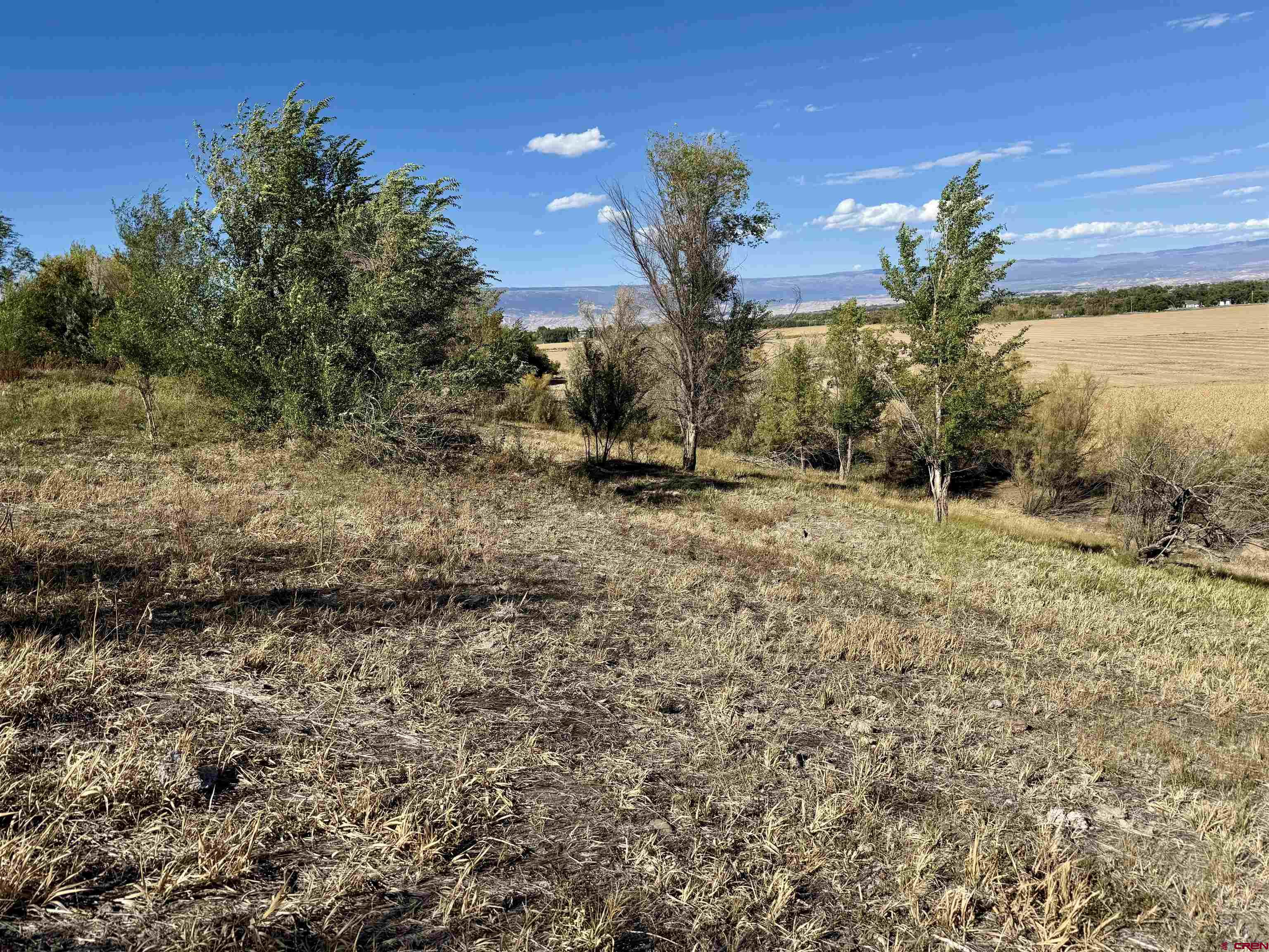 Tbd 5500th Road Olathe, CO 81425 - Photo 2 of 25 a view of a yard with a tree