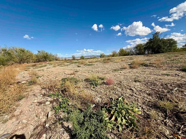 a view of a yard with a tree