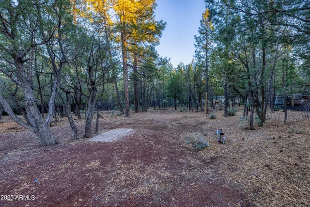 a view of a forest with trees in the background