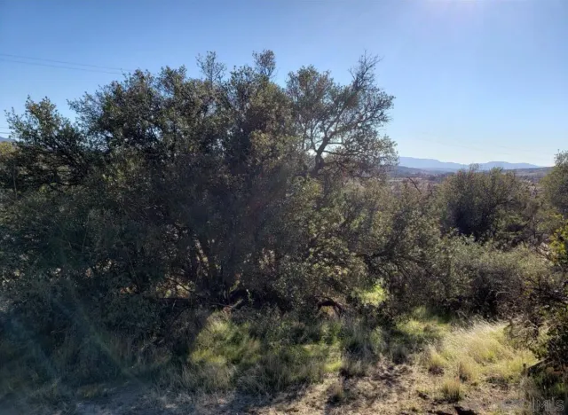 a view of a forest with a tree in the background