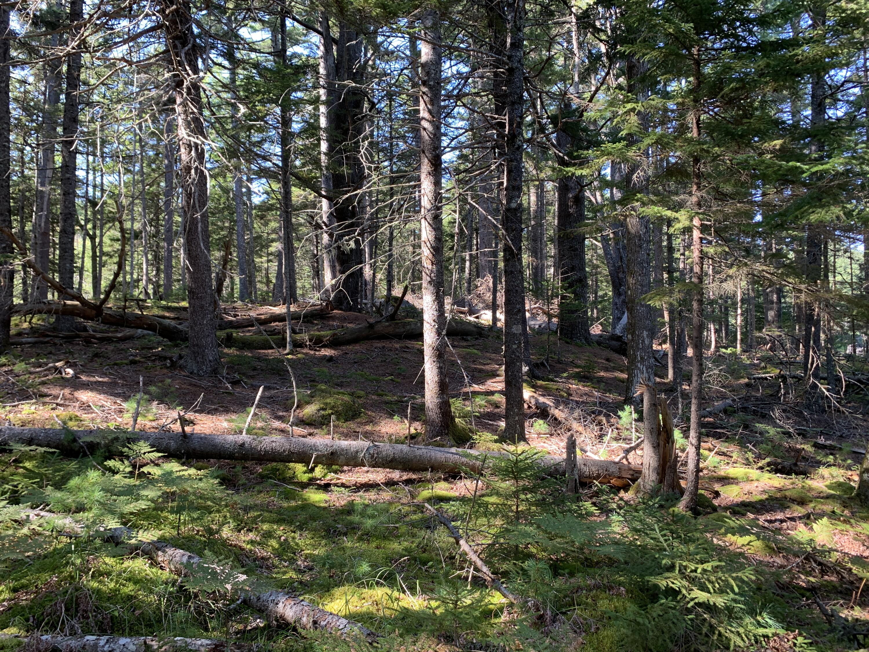 Lot B Lakeside Road Mount Desert, ME 04660 - Photo 27 of 32 IMG_6289