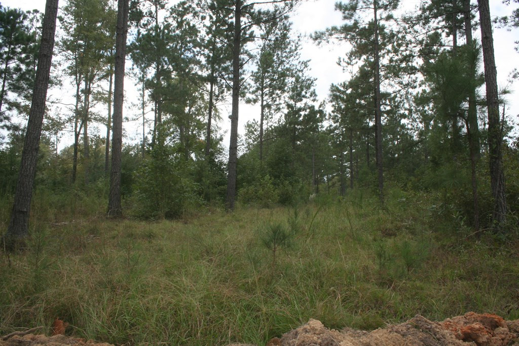 Lot 10 Rosemont Road Appling, GA 30802 - Photo 5 of 7