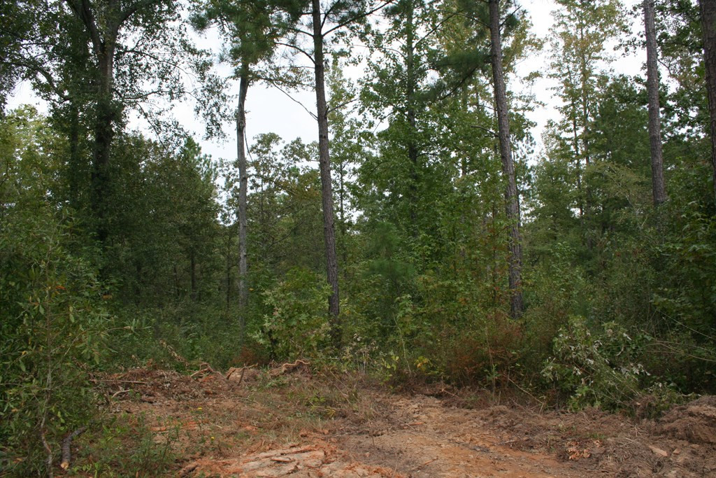 Lot 10 Rosemont Road Appling, GA 30802 - Photo 7 of 7