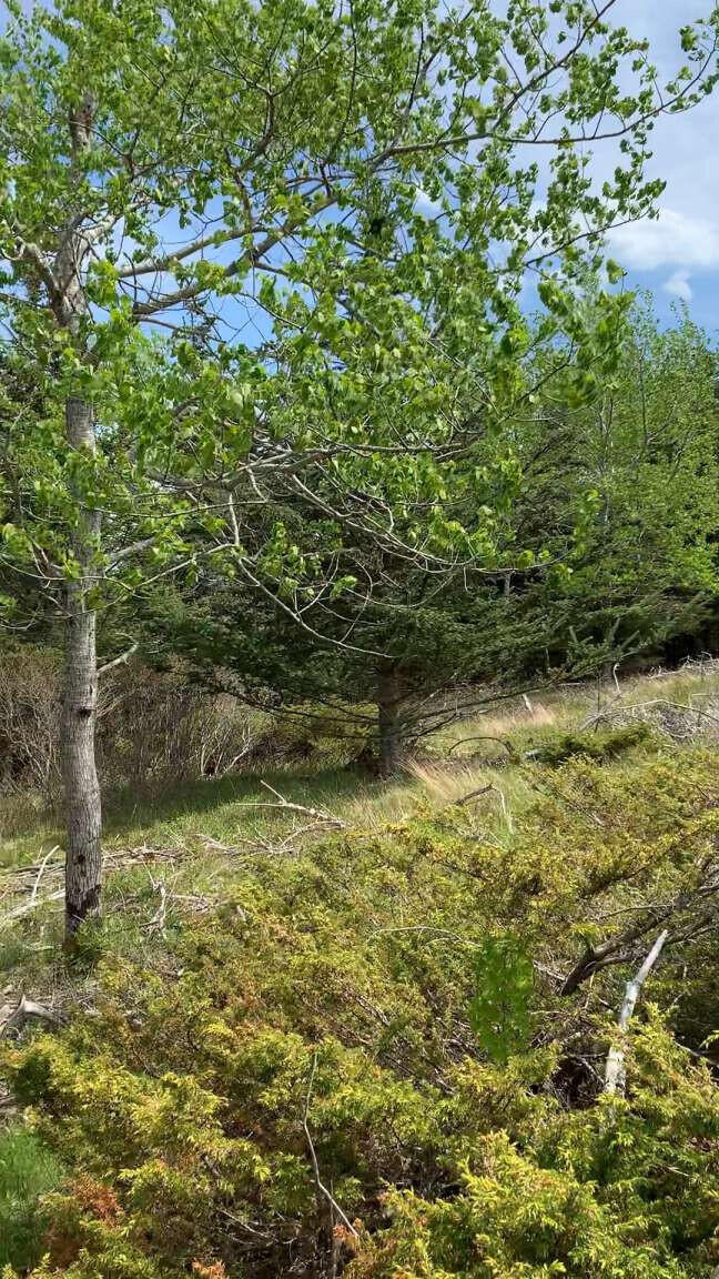 131 Coombs Neck Road Vinalhaven, ME 04863 - Photo 5 of 8 Hudson.5