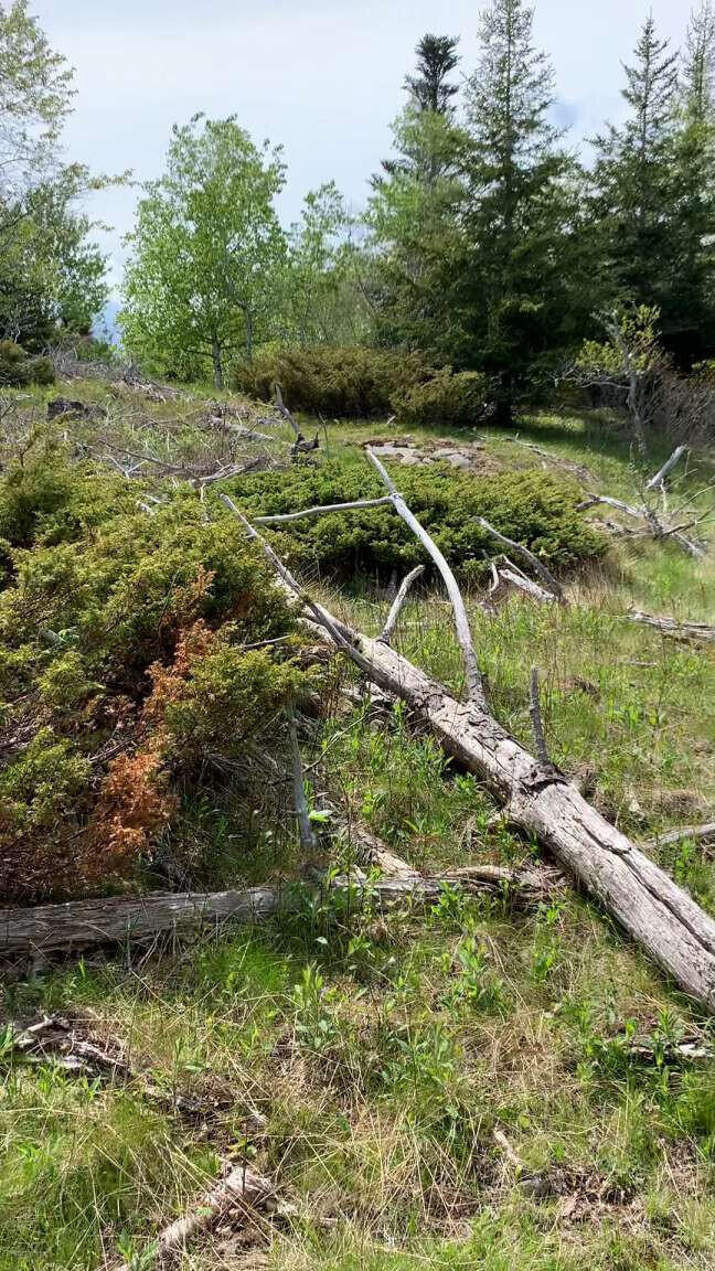 131 Coombs Neck Road Vinalhaven, ME 04863 - Photo 6 of 8 Hudson.6