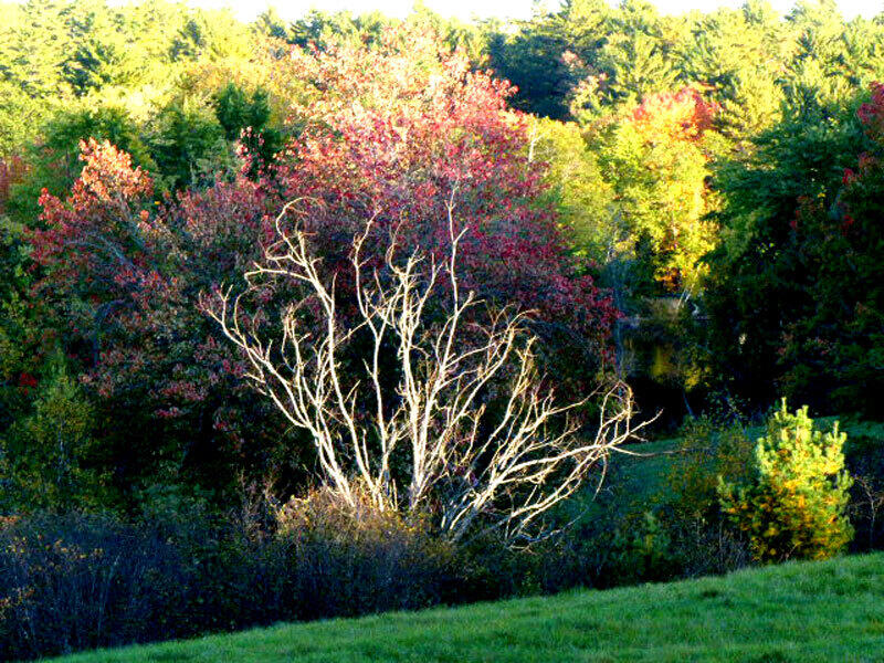 10 Chase Mill Road Limington, ME 04049 - Photo 108 of 155 early autumn