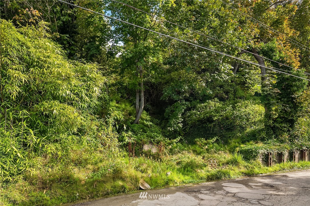 a view of a lush green forest