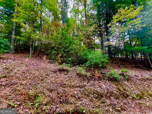 a view of a yard with plants and large trees