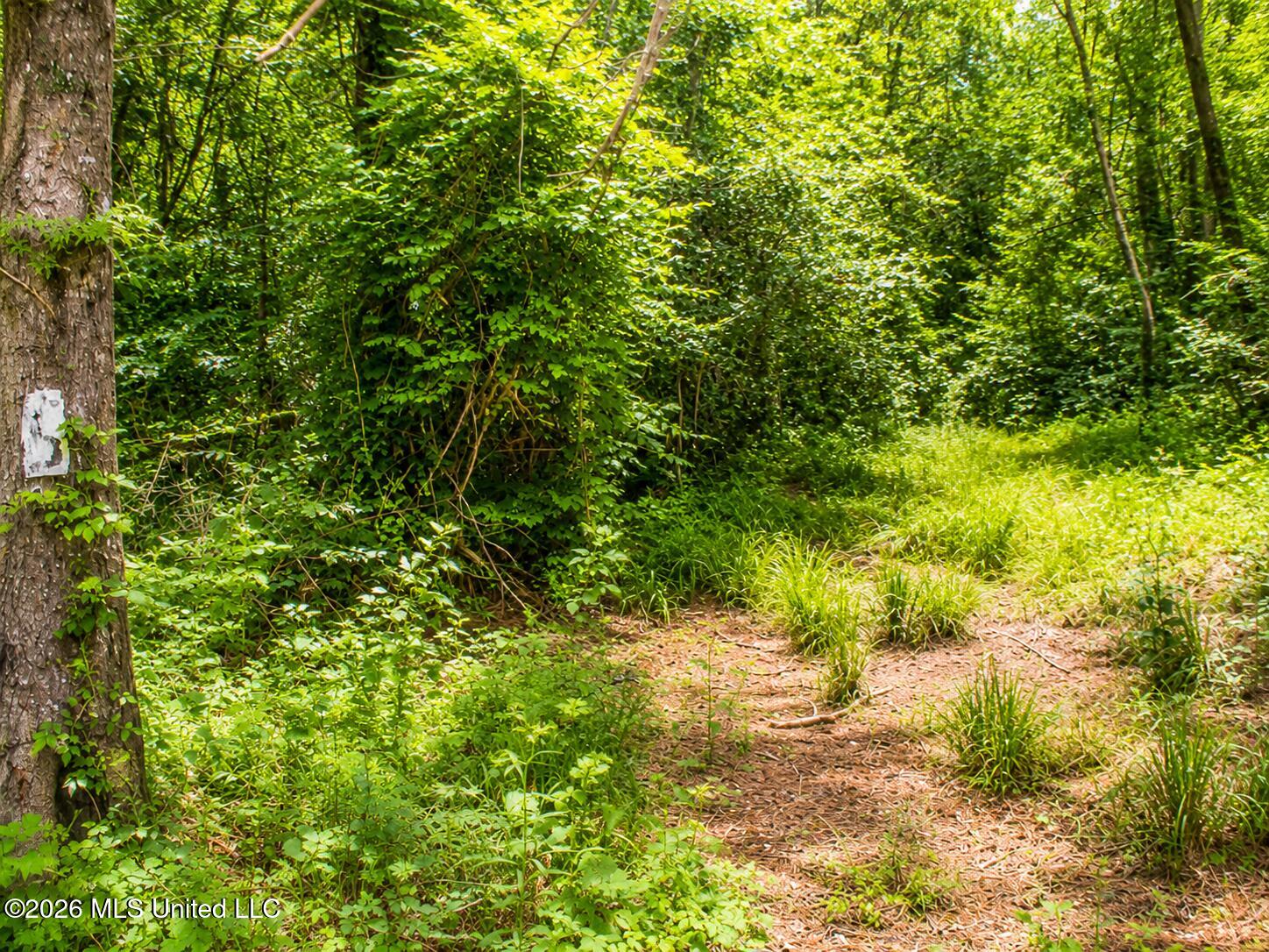 Belle Gardner Road Amite, LA 70422 - Photo 4 of 7 land-for-sale-amite-parish-la (4)