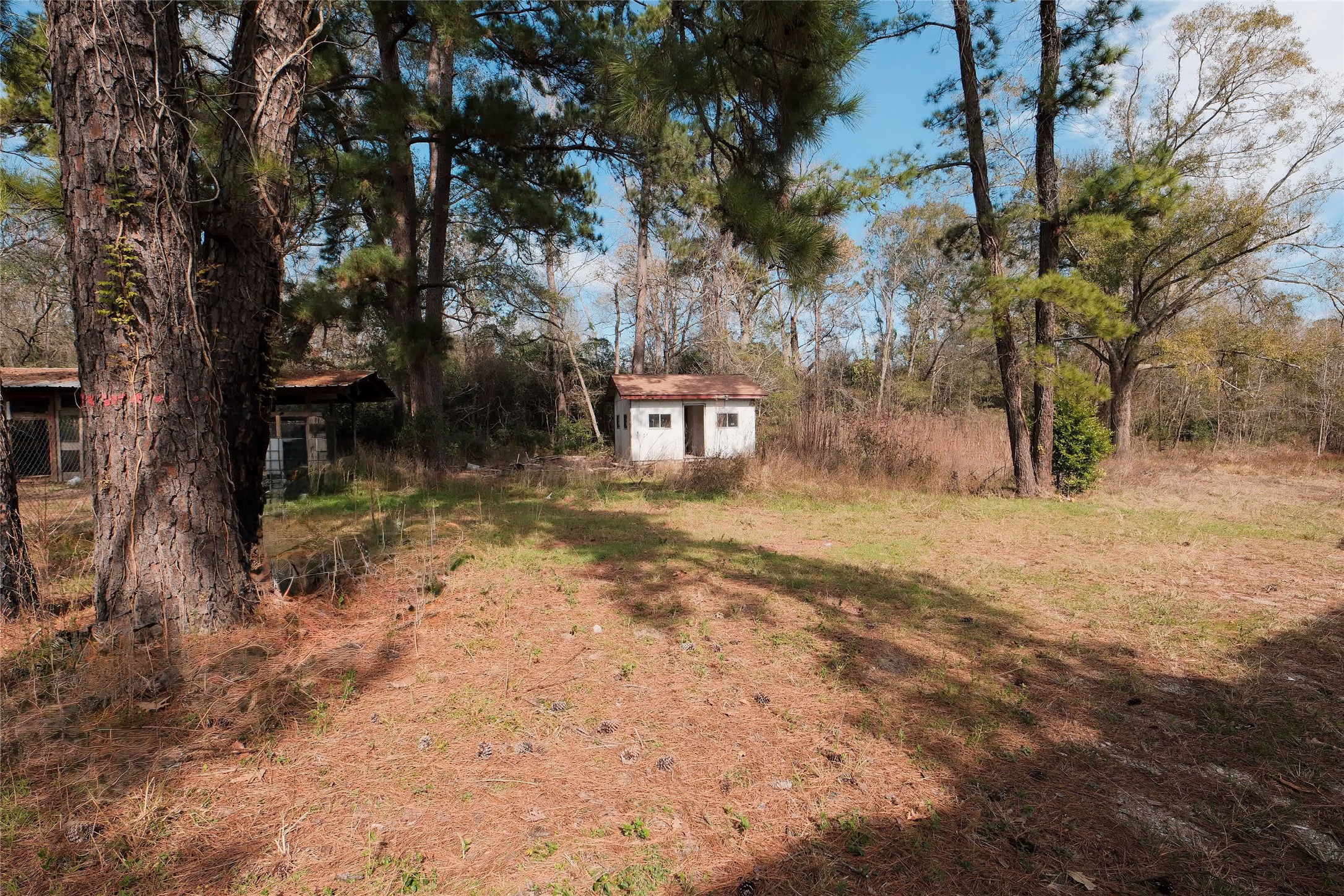 19895 Scott Gardner Road New Caney, TX 77357 - Photo 4 of 11 a view of a yard with plants and trees
