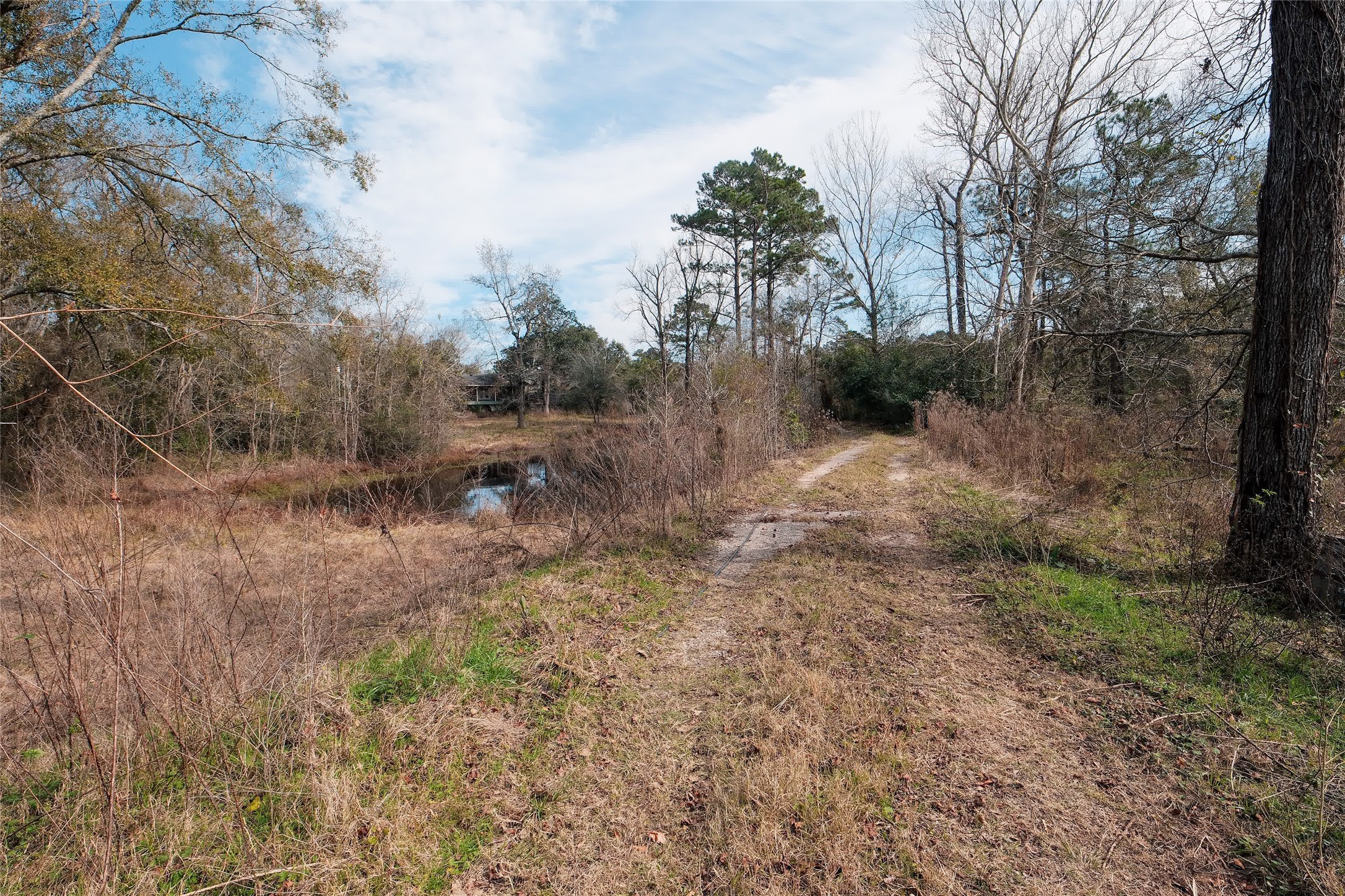 19895 Scott Gardner Road New Caney, TX 77357 - Photo 10 of 11 a view of a dry yard with trees