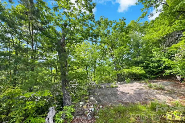 a view of a lush green forest with a mountain in the background