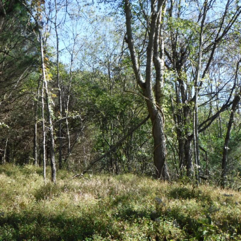 Huff Hollow Rd Road Granville, TN 38564 - Photo 17 of 36 DSCF0870