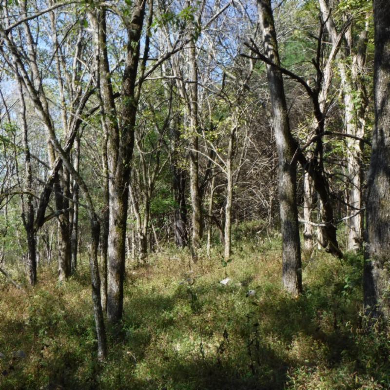 Huff Hollow Rd Road Granville, TN 38564 - Photo 19 of 36 DSCF0872