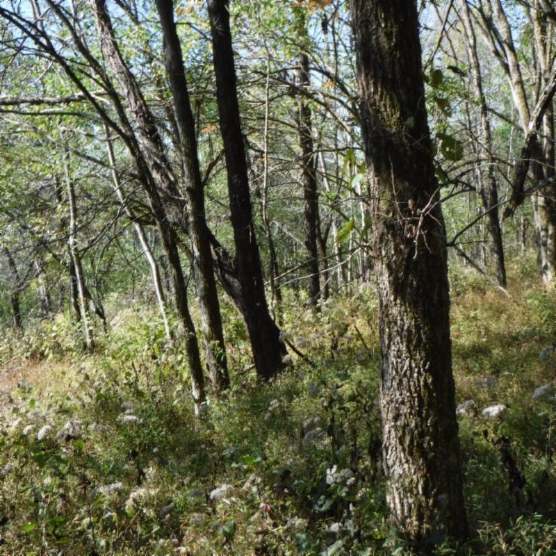 Huff Hollow Rd Road Granville, TN 38564 - Photo 20 of 36 DSCF0873